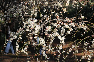 [K-Geography] Spring around corner