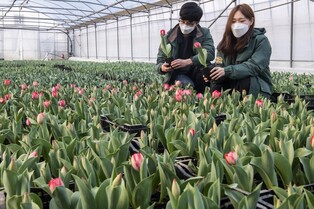 Tulips bursting into bloom