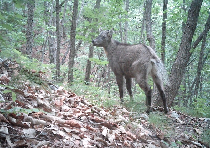 [동해안 산불] 멸종위기 1급 산양 서식지 피해 우려