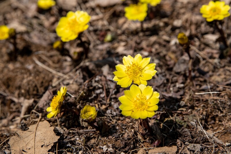 [픽! 증평] 좌구산에 '봄의 전령사' 복수초 만개