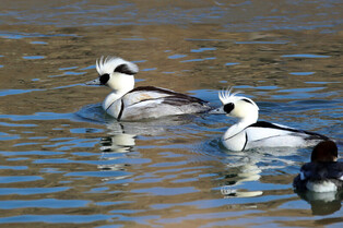 [K-Geography] Swimming smews