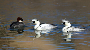 [K-Geography] Swimming smews