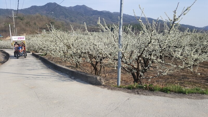 김천 자두꽃축제 3년 연속 취소…오미크론 변이 확산 여파