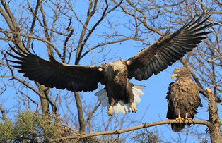 [K-Geography] White tailed eagles about to depart