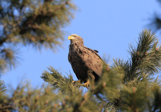 [K-Geography] White tailed eagle about to leave