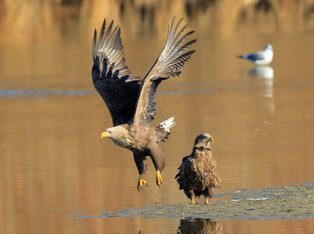 [K-Geography] White tailed eagles about to leave