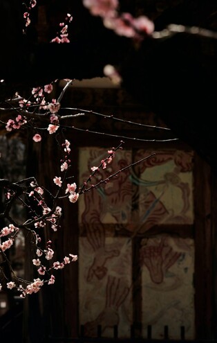 [K-Geography] Red plum trees in full bloom