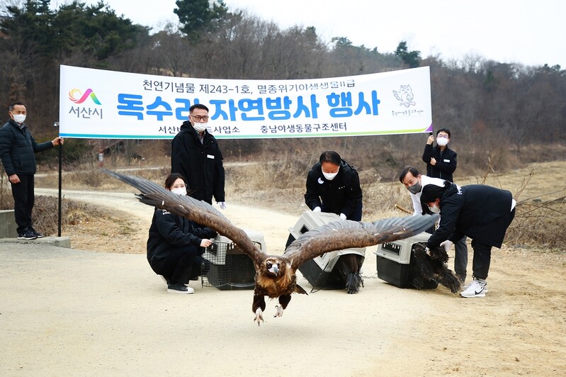 [픽! 서산] 농약 중독 치료받은 천연기념물 독수리 3마리 방사