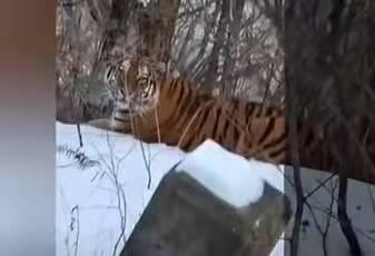 中 야생 백두산 호랑이 10마리 번식…총 60마리