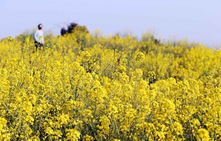 [K-Geography] Spring on Jeju Island