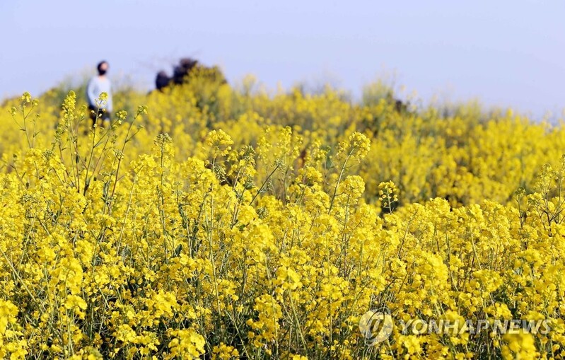 성큼 다가온 봄 날씨에 전국 산·바다 등 상춘객들로 '북적'