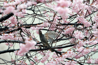 [K-Geography] Brown-eared bulbul in cherry blossom