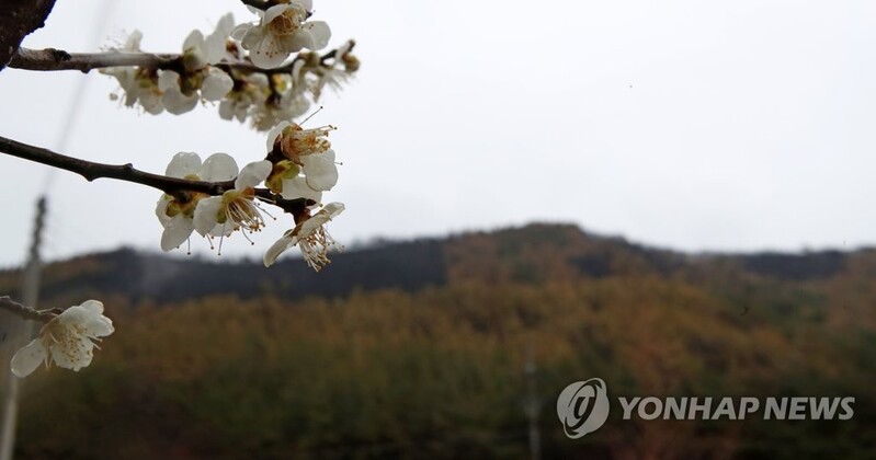 전국 적신 빗방울에 봄기운 촉촉…관광지 발걸음 '한산'