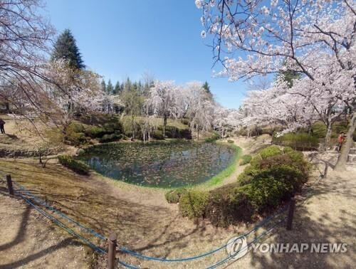 경주벚꽃축제 3년 만에 비대면 개최…"숨은 명당 찾아보세요"