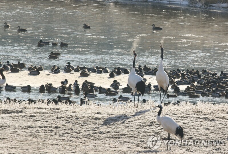철원 한탄강 두루미 탐조대 운영 마쳐…5천여 명 방문