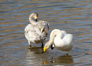 [K-Geography] Whooper swans on lake