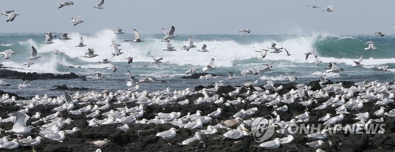 '바람의 신 영등할망' 제주 왔다 갈 땐 정말 강풍이 불까