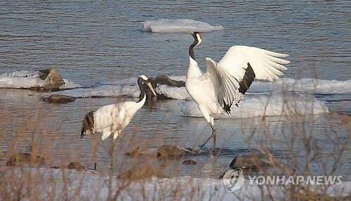 연천 '임진강 두루미 도래지' 천연기념물 지정 예고
