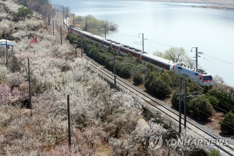 [픽! 양산] 남녘엔 봄이 성큼…매화향 그윽한 낙동강