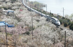 [K-Geography] Train passing through Plum Blossoms