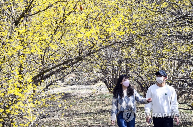 '산수유꽃 돌담길 걸어볼까'…지리산 용궁마을서 26일 축제