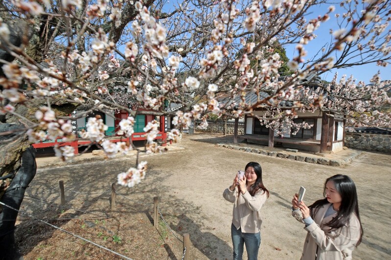 '남명매·원정매·정당매' 산청 3매 꽃망울 터트려