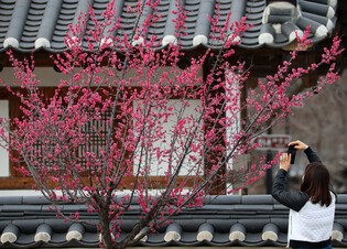 [K-Geography] Red plum blossoms in full bloom