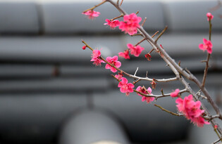 [K-Geography] Red plum blossoms in full bloom