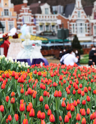 [K-Geography] Tulip-induced ecstasy