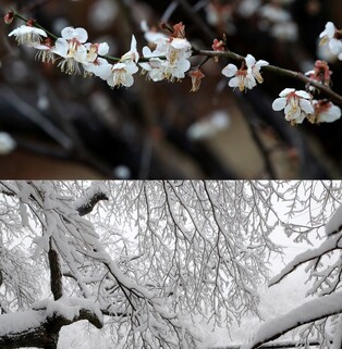Spring flowers vs. snow
