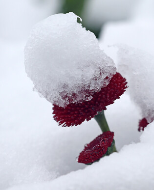 [K-Geography] Spring flowers in snow