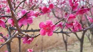 [Hallyupedia] Maehwa (매화)