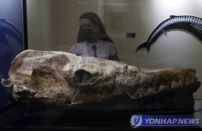 3천600만 년 전 페루 바다 호령한 '고래 조상' 화석 발견