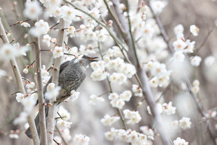 [K-Geography] Brown-eared bulbul in plum blossoms