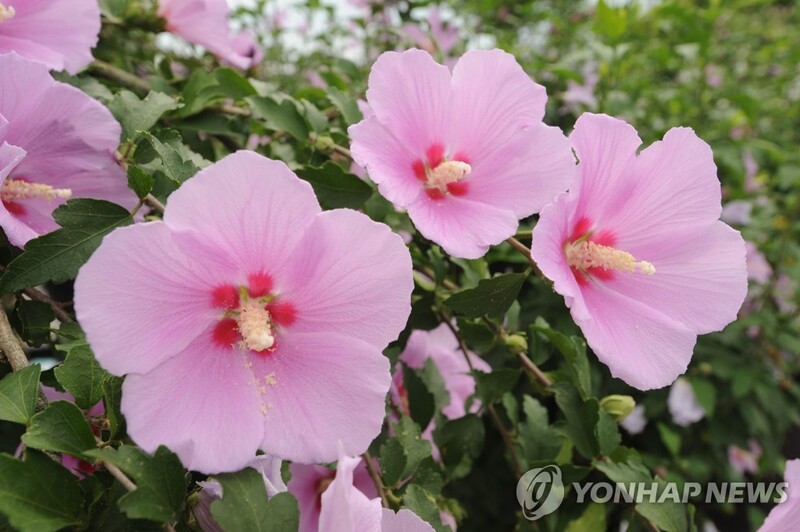 전북 완주군, 산림청 주관 '무궁화 축제' 개최지로 선정