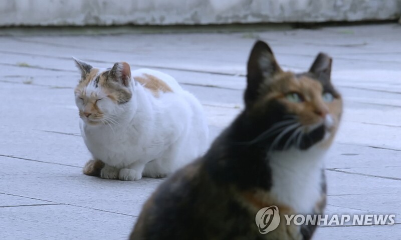 포항서 심하게 훼손된 고양이 사체 여러 구 발견