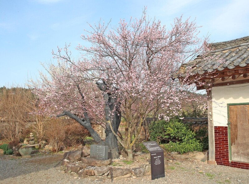 '산청 남사예담촌 7매'와 함께 봄나들이 즐기세요