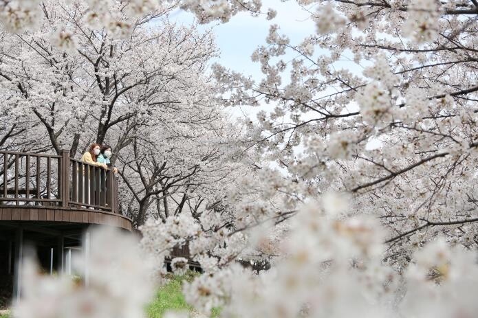 봄바람 맞고 인생사진 찍으려면 밀양으로…벚꽃 명소 5곳
