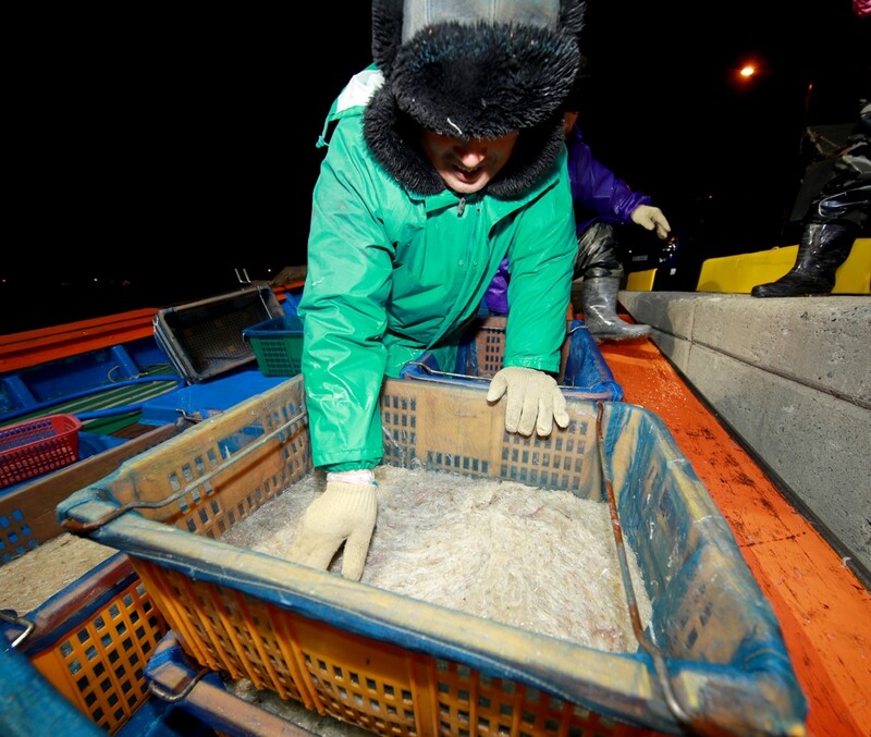 [픽! 태안] '봄철 별미' 실치회 맛보러 오세요