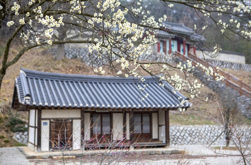 [픽! 부여] 아름다운 꽃 활짝 피운 부여동매