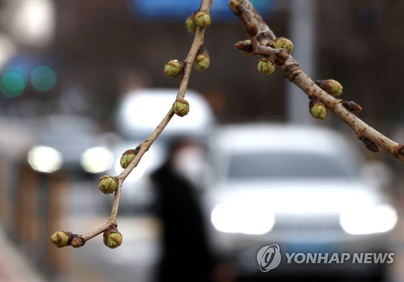 지난해보다 늦은 부산 벚꽃…평년보단 빠른 24일쯤 개화