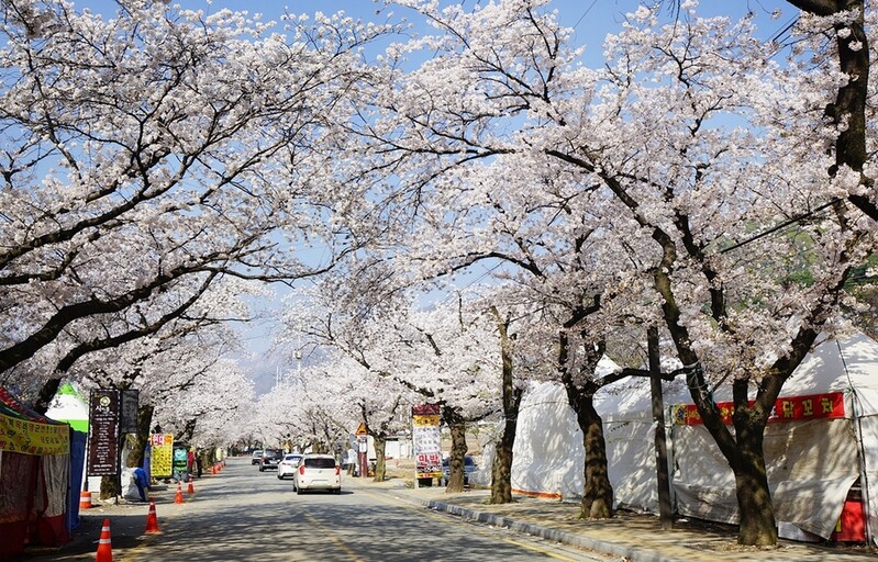 코로나19 확산에 공주 계룡산 벚꽃축제 3년 연속 취소