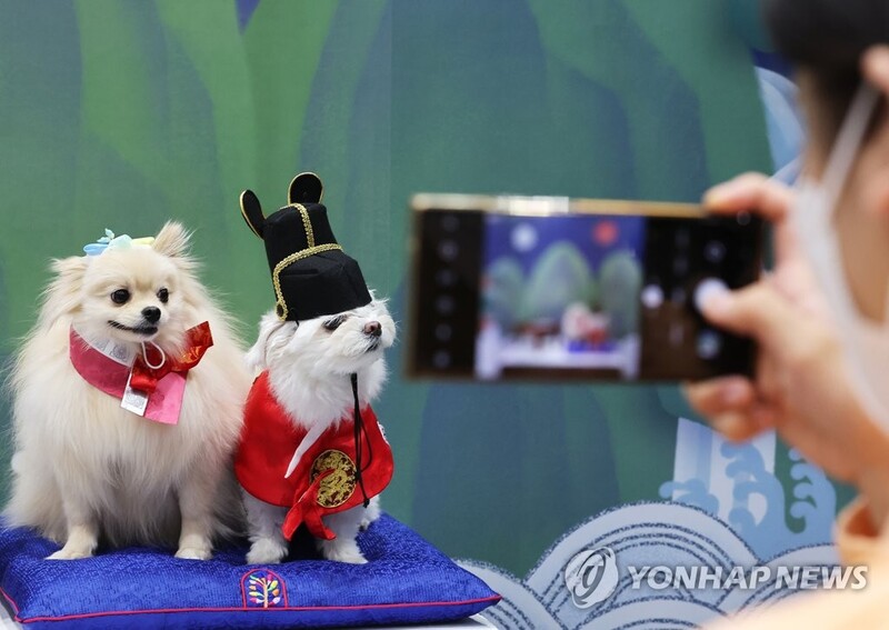 코로나19 '집콕'…충북 반려동물 유실·유기도 줄었다