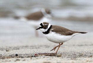 [K-Geography] Little ringed plover looking for prey