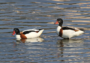 [K-Geography] Common shelduck looking for prey