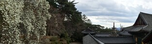 [K-Geography] Magnolia blossoms occupy millennium temple of millennium kingdom