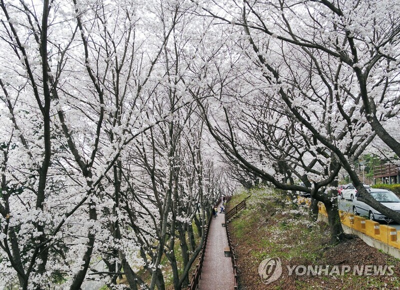 남녘은 벌써 벚꽃 활짝…전국 관광지·유원지 상춘객 '북적'