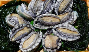 Eat Wando Abalone, 'Wild Ginseng of the Sea'