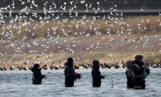 [K-Geography] Seagulls and Fishermen