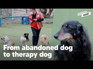 An abandoned dog becomes an amazing therapy dog that heals the hearts of people